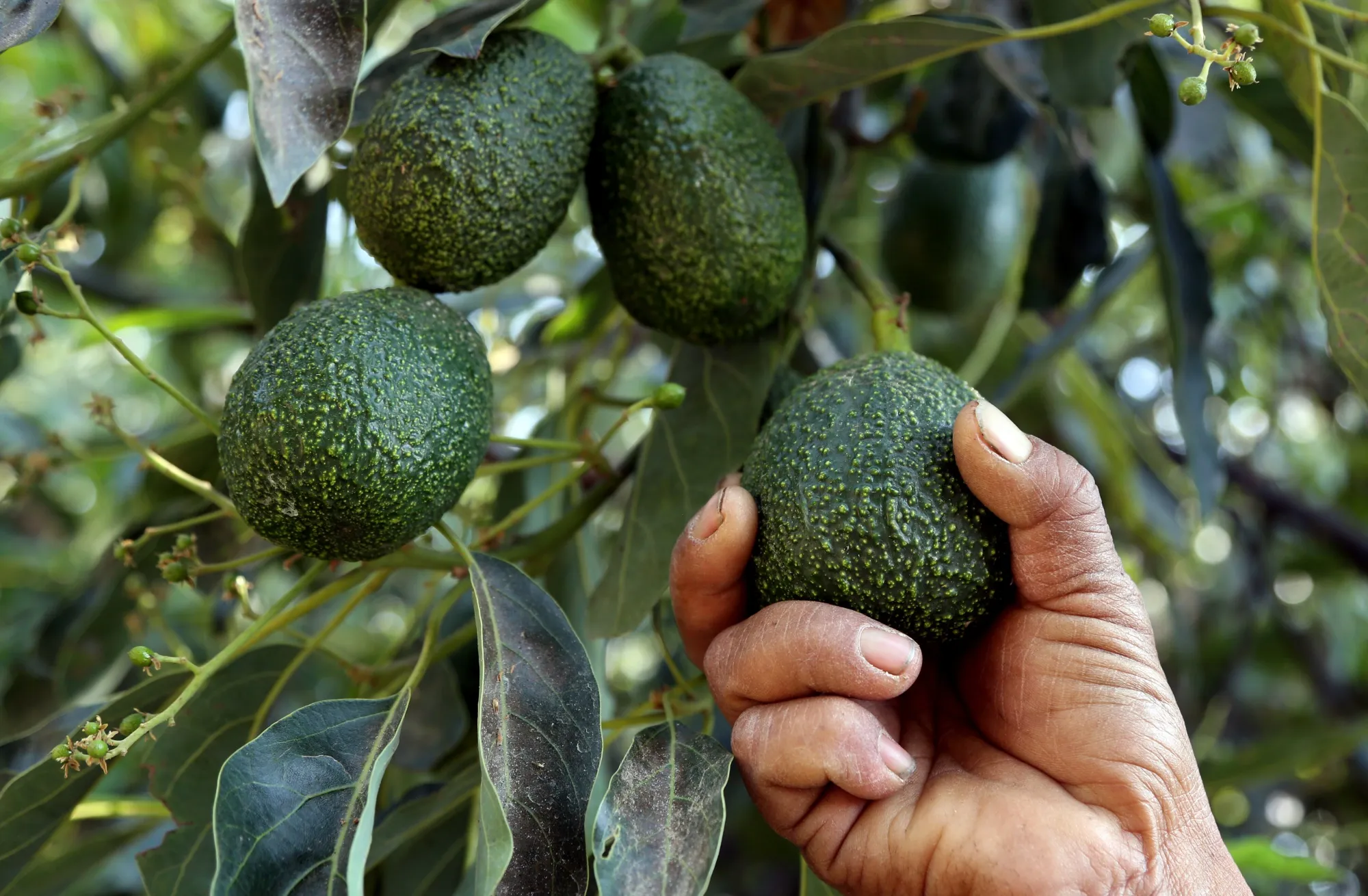 A farmer works at an avocado plantation in El Carmen ranch in the community of Tochimilco, Puebla State, Mexico, on April 5, 2019.