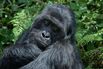 TOPSHOT-RWANDA-ANIMALS-ENVIRONMENT-CONSERVATION-GORILLAS