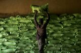 Rice Harvest And Processing As West Africa's Appetite For Rice Grows