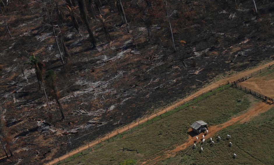 Cows graze next to burned Amazon rainforest in 2013 near the city of Novo Progresso, Brazil.