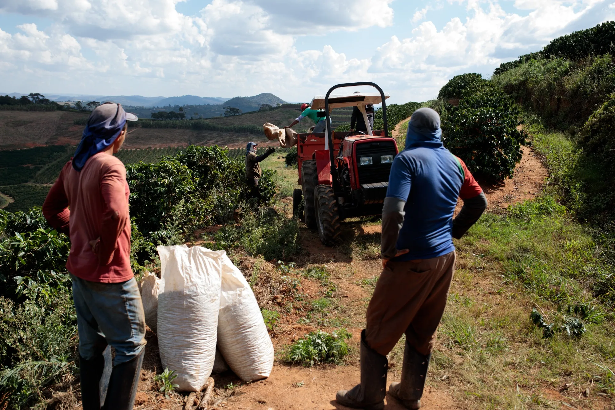 Workers load&nbsp;harvested coffee cherries into a truck on a farm in Guaxupe, Minas Gerais state, Brazil.