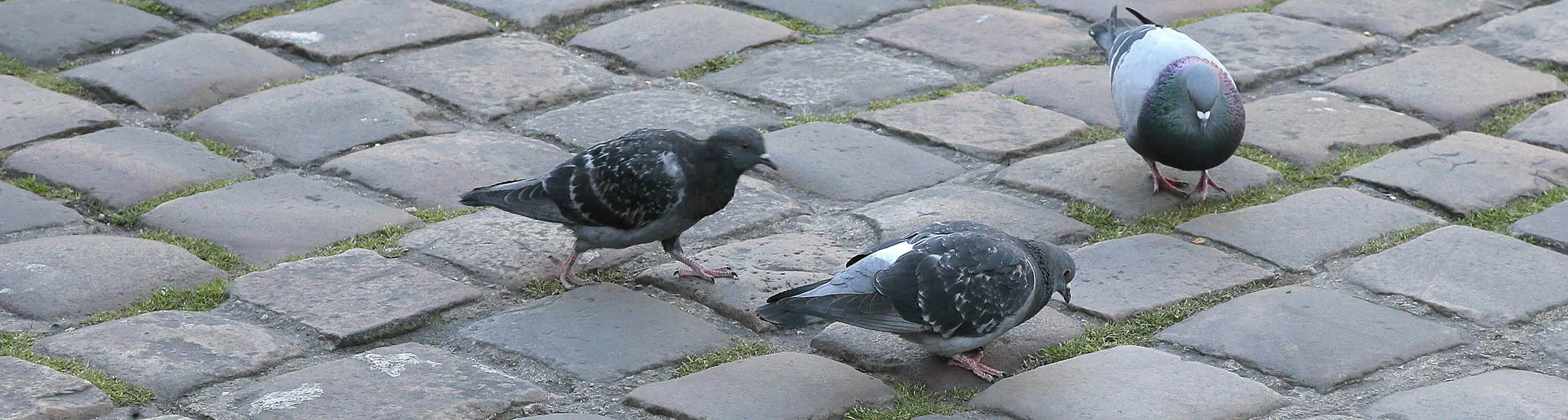 1479266690_paris cobblestone lede