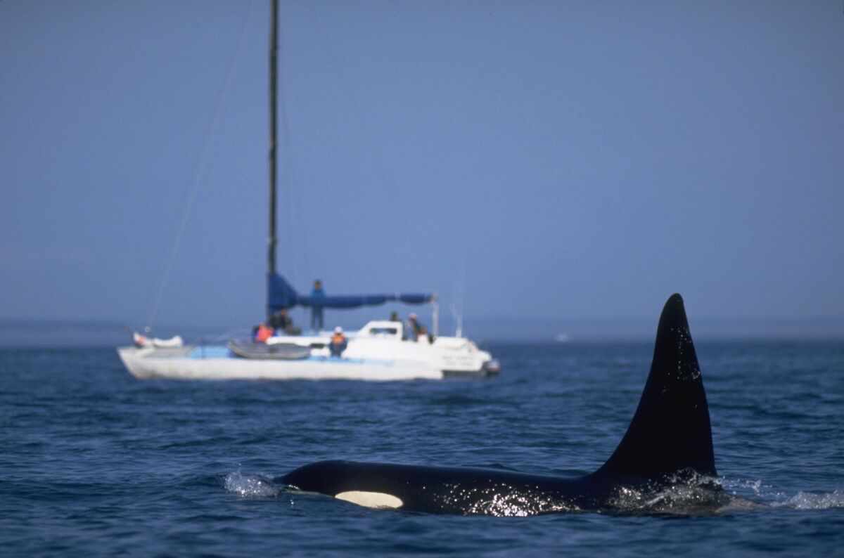 Guns and Orcas — An Escalation We Don’t Need