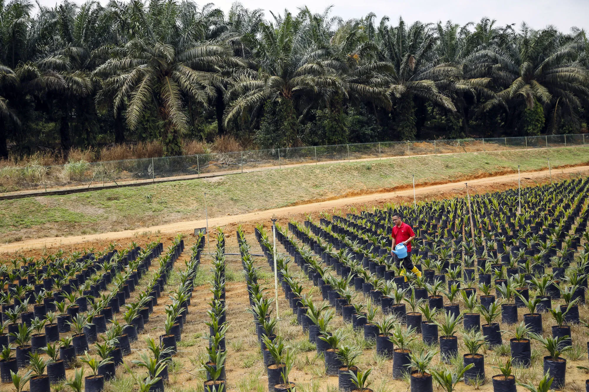 Short And Skinny Oil Palms to Boost World’s Most-Used Edible Oil 