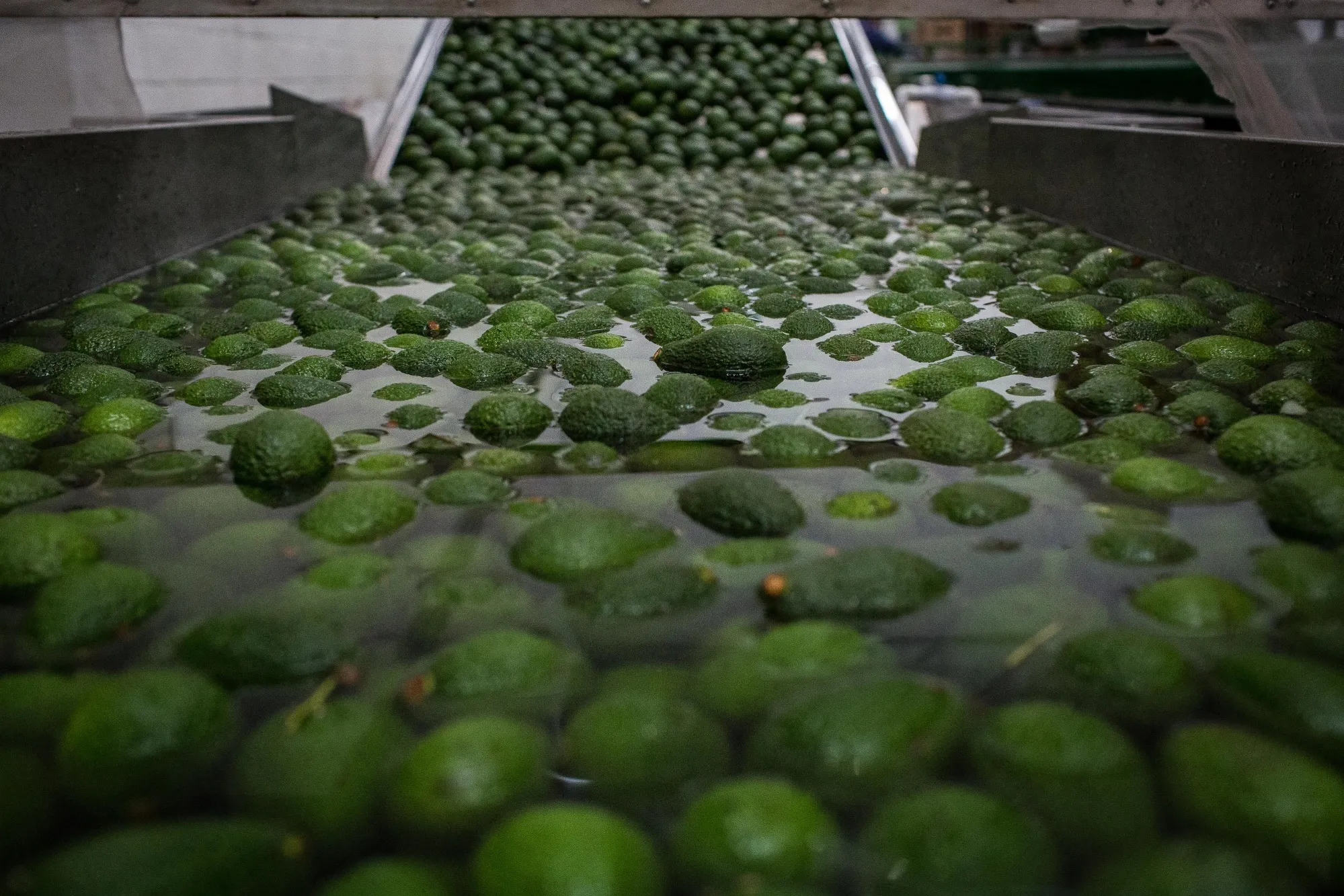 Avocado Farming And Harvest As Colombia Releases Trade Balance Figures