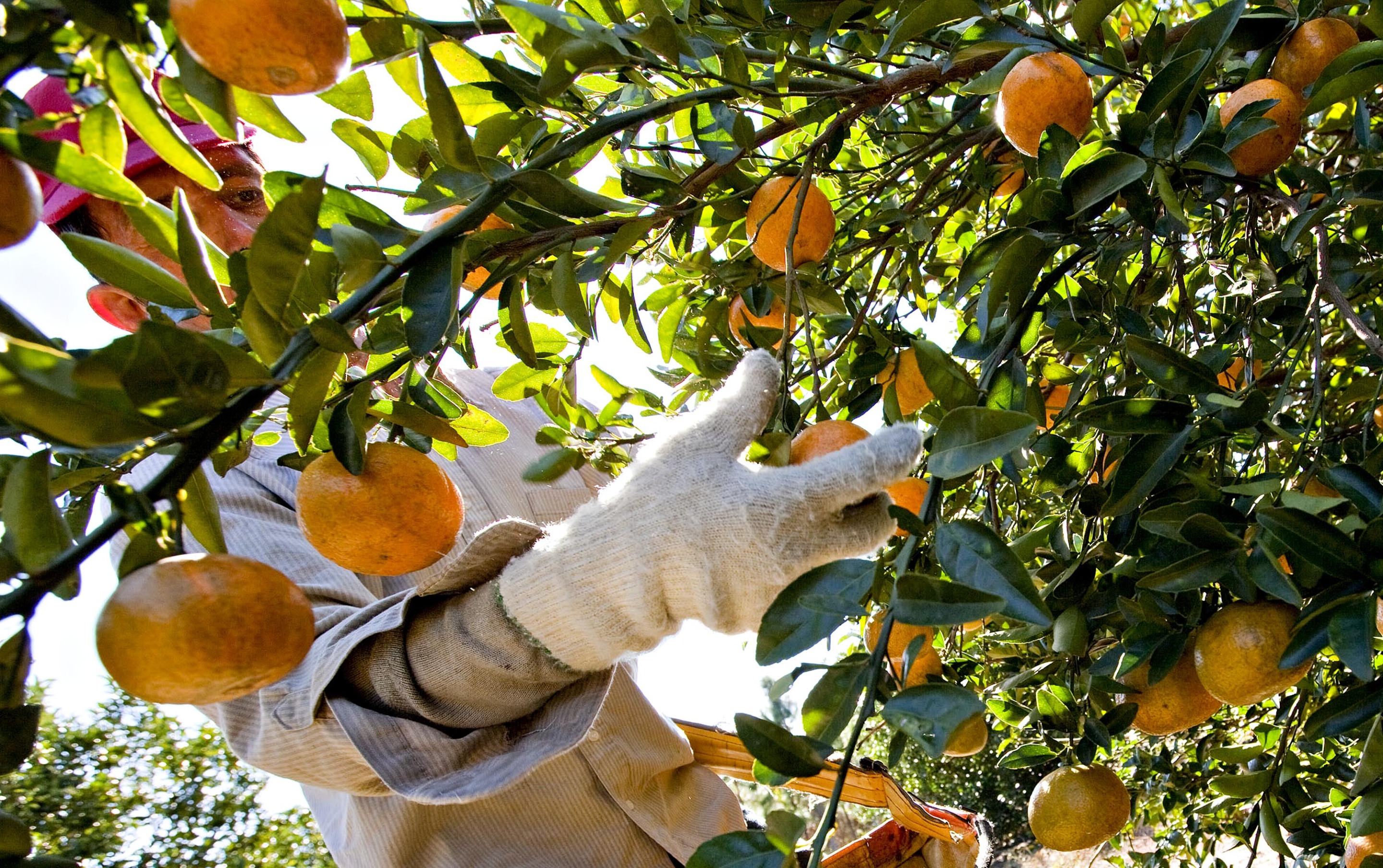 Florida Orange Crop Shrinks to 77Year Low, Boosting Juice Costs