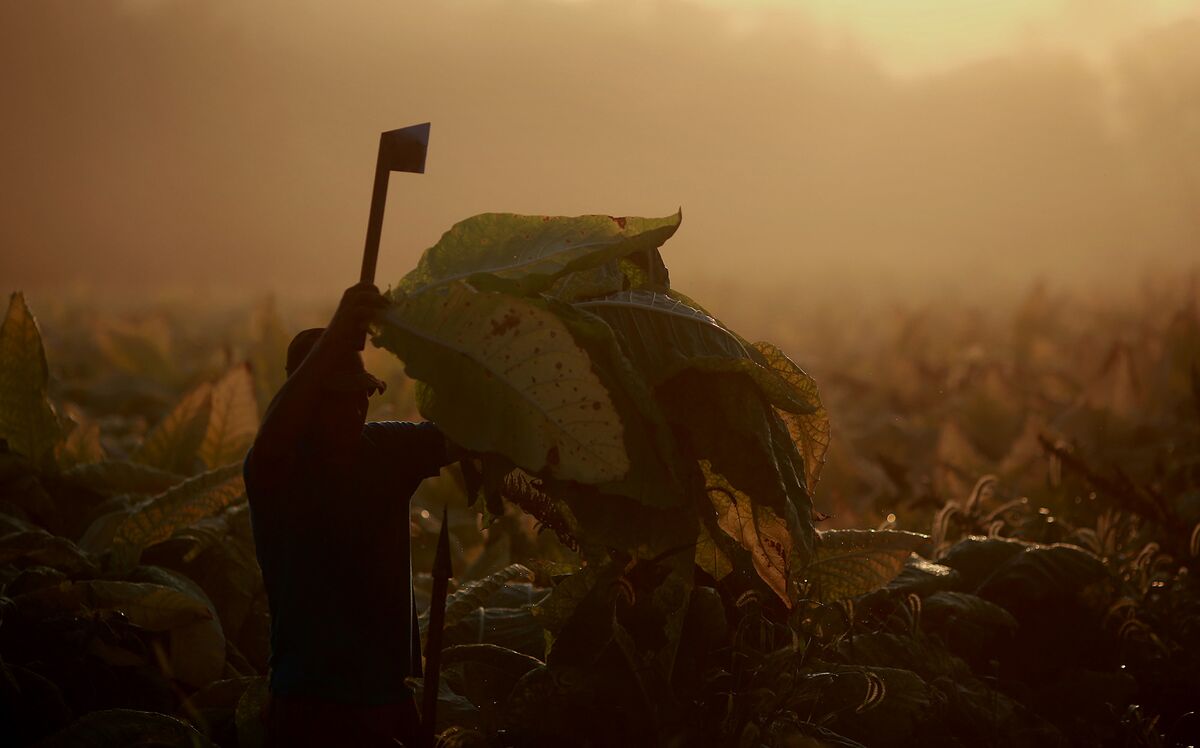 tobacco origins The Ancient Origins of Indigenous Tobacco Smoking in North America tobacco origins The Ancient Origins of Indigenous Tobacco Smoking in North America