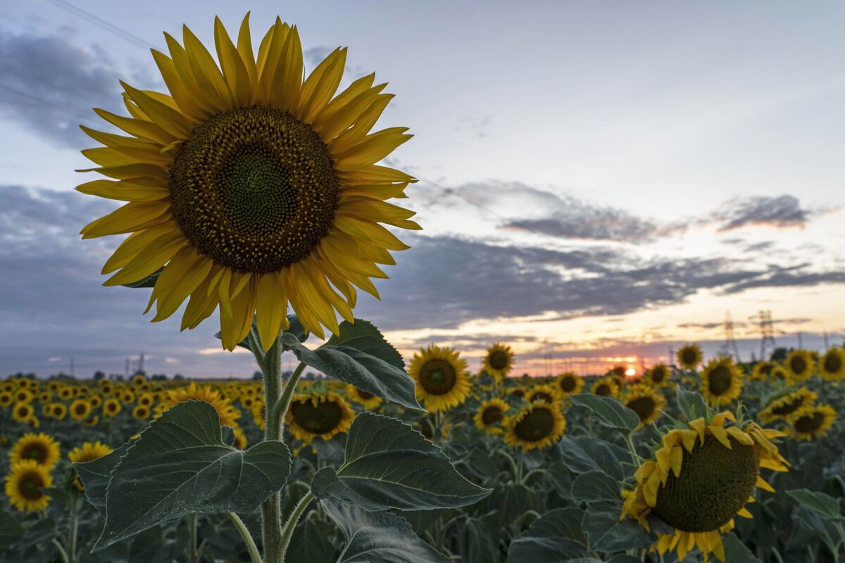 The Global Scramble to Replace Black Sea Crop Supplies