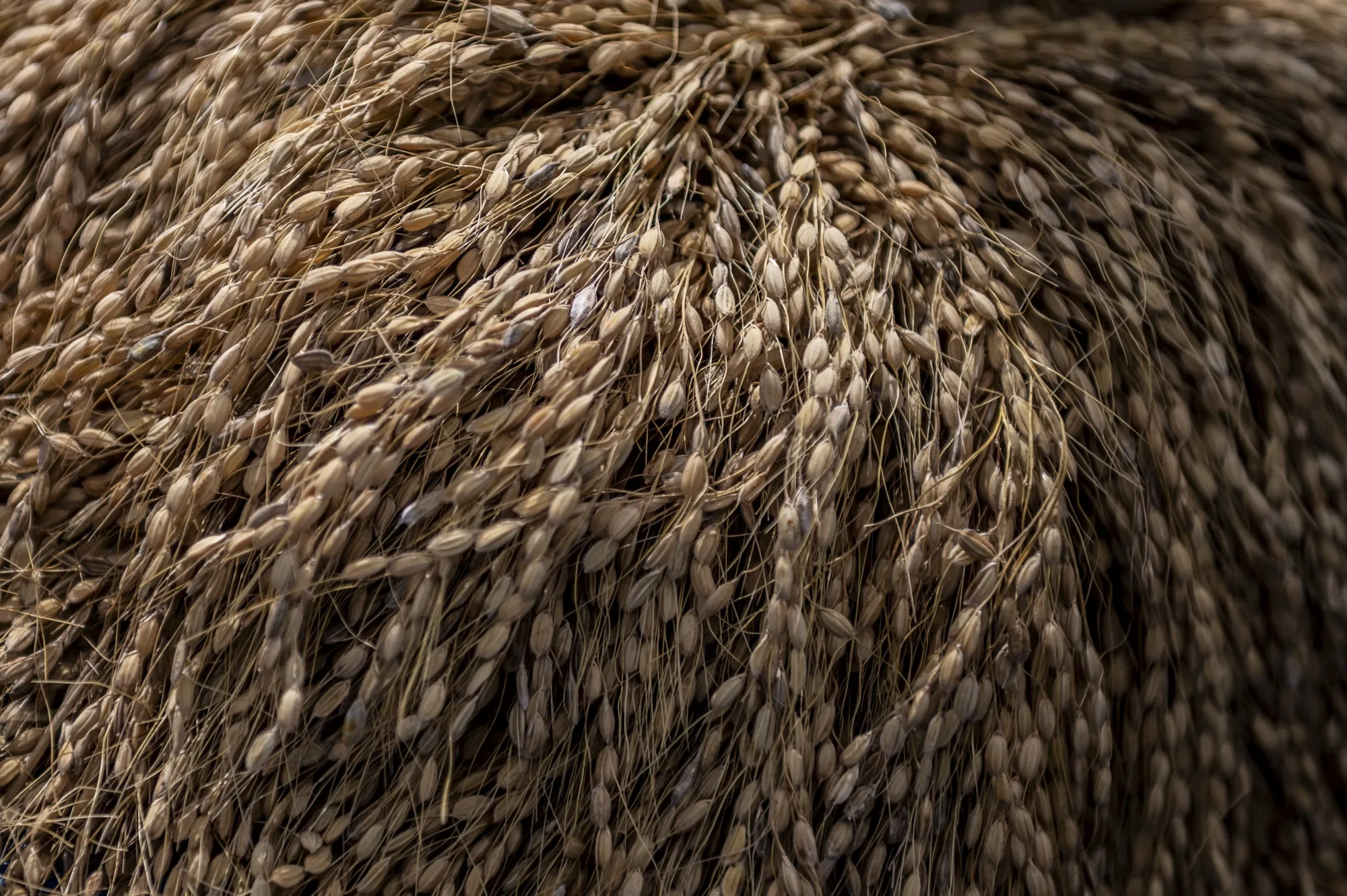 Harvested rice paddy in Banaue, Ifugao province, the Philippines.