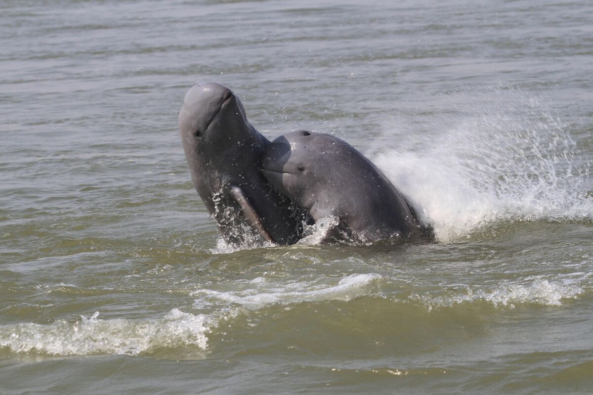 irrawaddy river dolphin