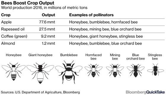 Bee Blight