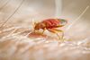 Bed bug feeding on human skin