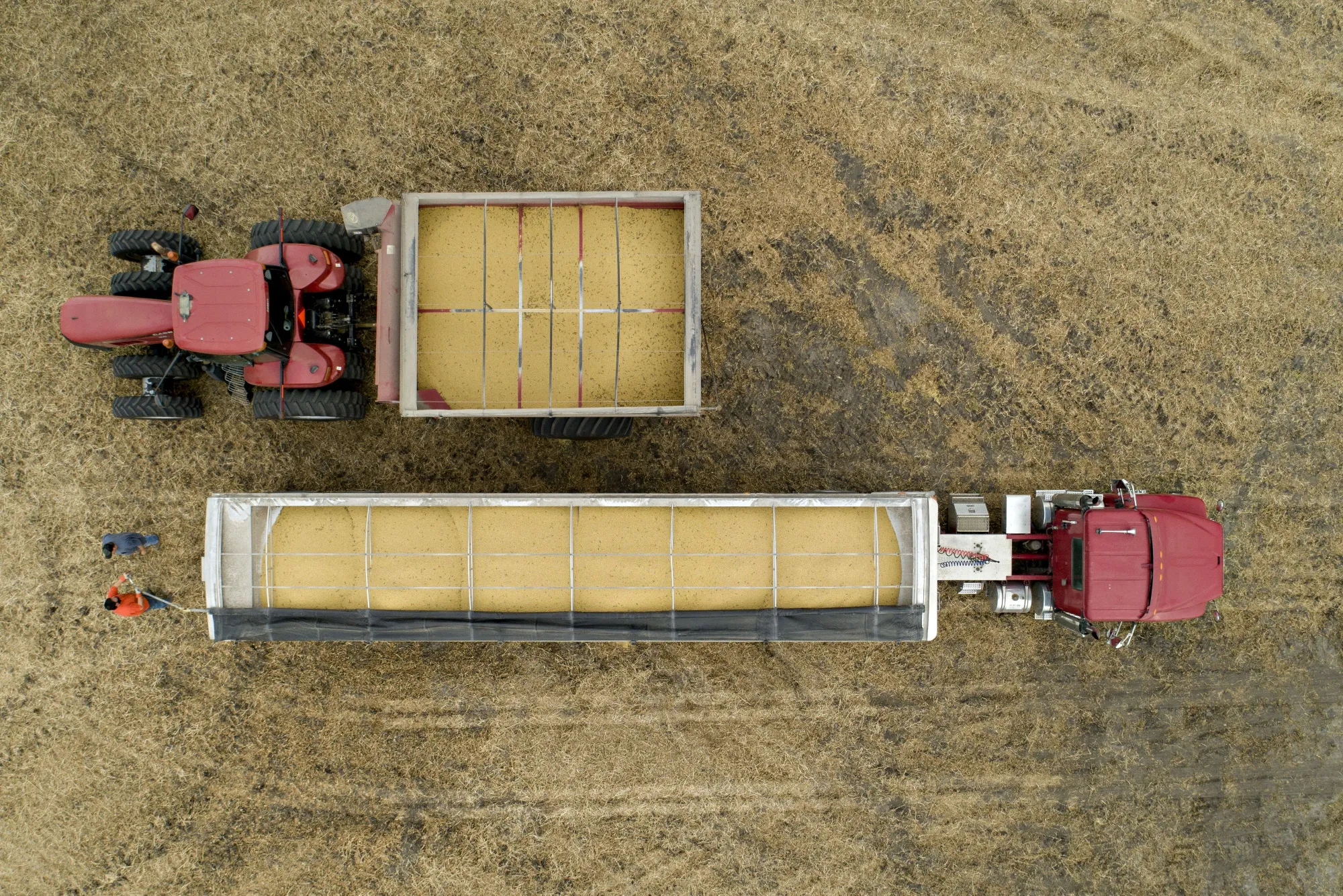 Soybeans during harvest in Wyanet, Illinois, U.S.