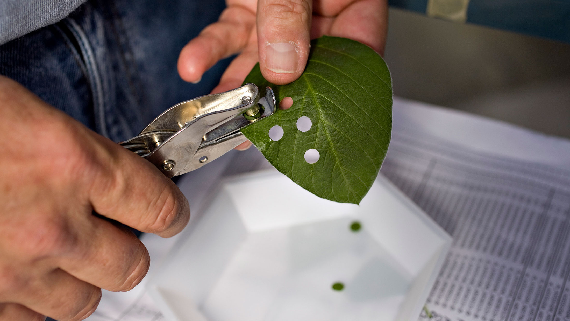 A researcher collects leaf samples at a Monsanto facility in Chesterfield, Missouri.
