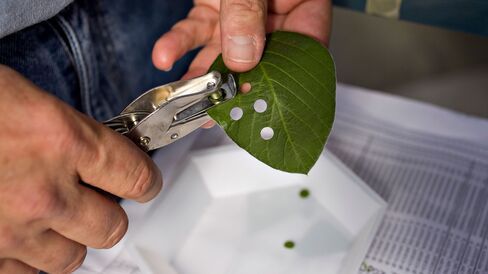 A researcher collects leaf samples at a Monsanto facility in Chesterfield, Missouri.