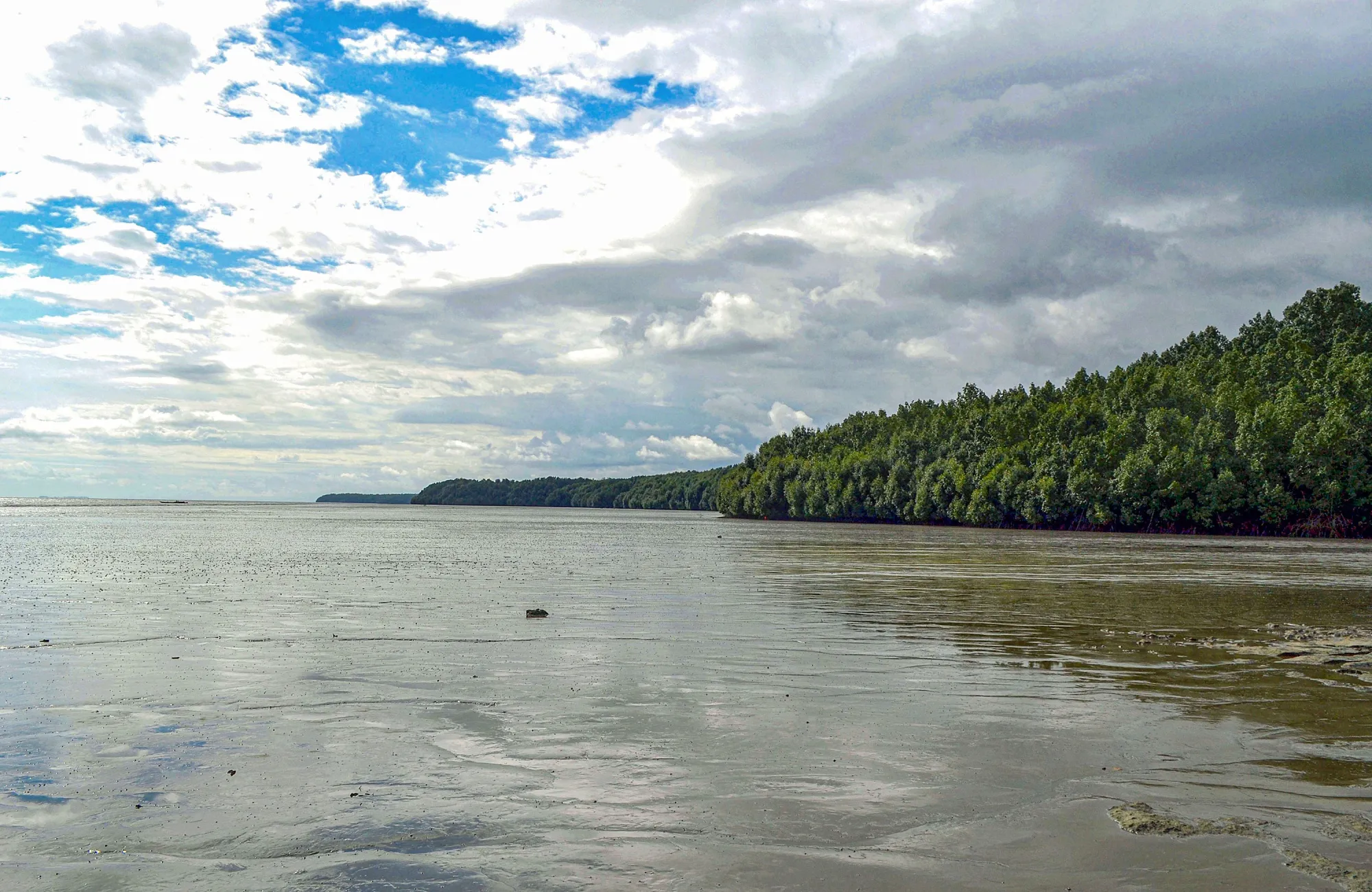 Mangroves by the sea in Donguila village, Gabon.