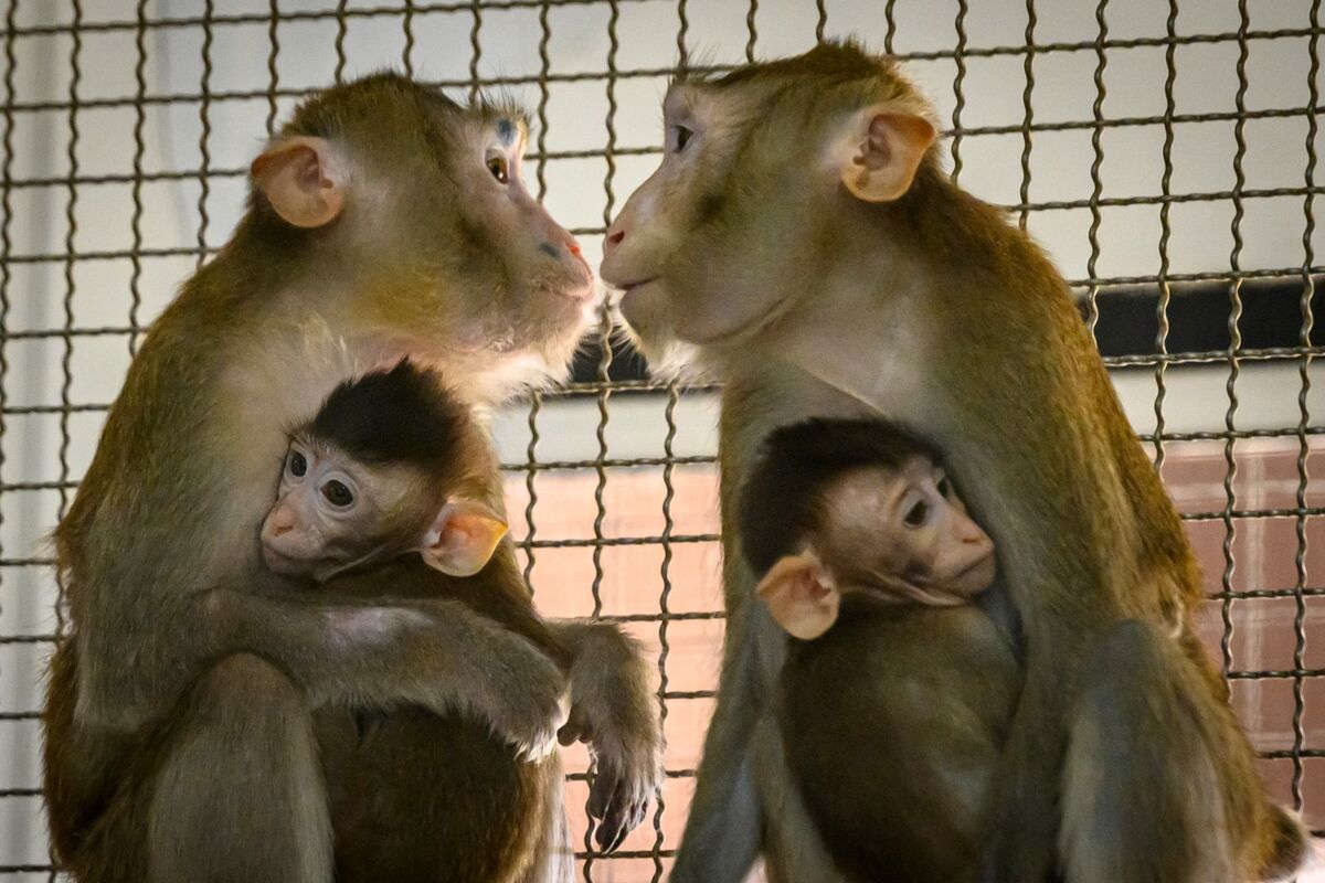Lab Monkeys for $26,000 Show China’s Biotech Quest to Rival US