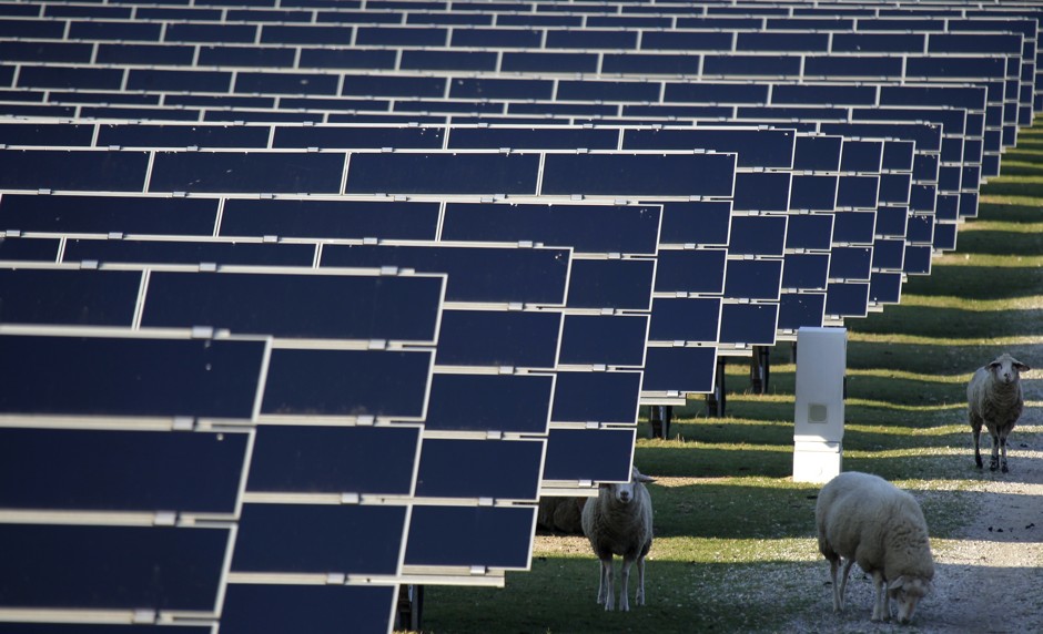 Sheep graze among solar panels in Germany.