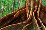 Giant root of an ancient tropical tree in Daintree National Park.
