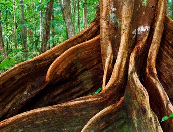 relates to Four Old-Growth Forests That Are a Journey to a Land Before Time