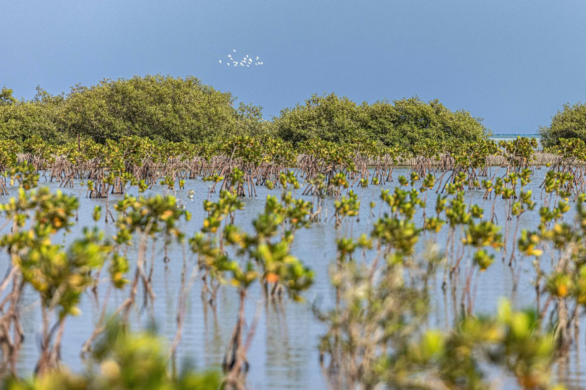 A mangrove forest along Egypt's southern Red Sea coast.