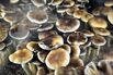 Psilocybin Mushrooms Increasingly Sought For Therapeutic Purposes