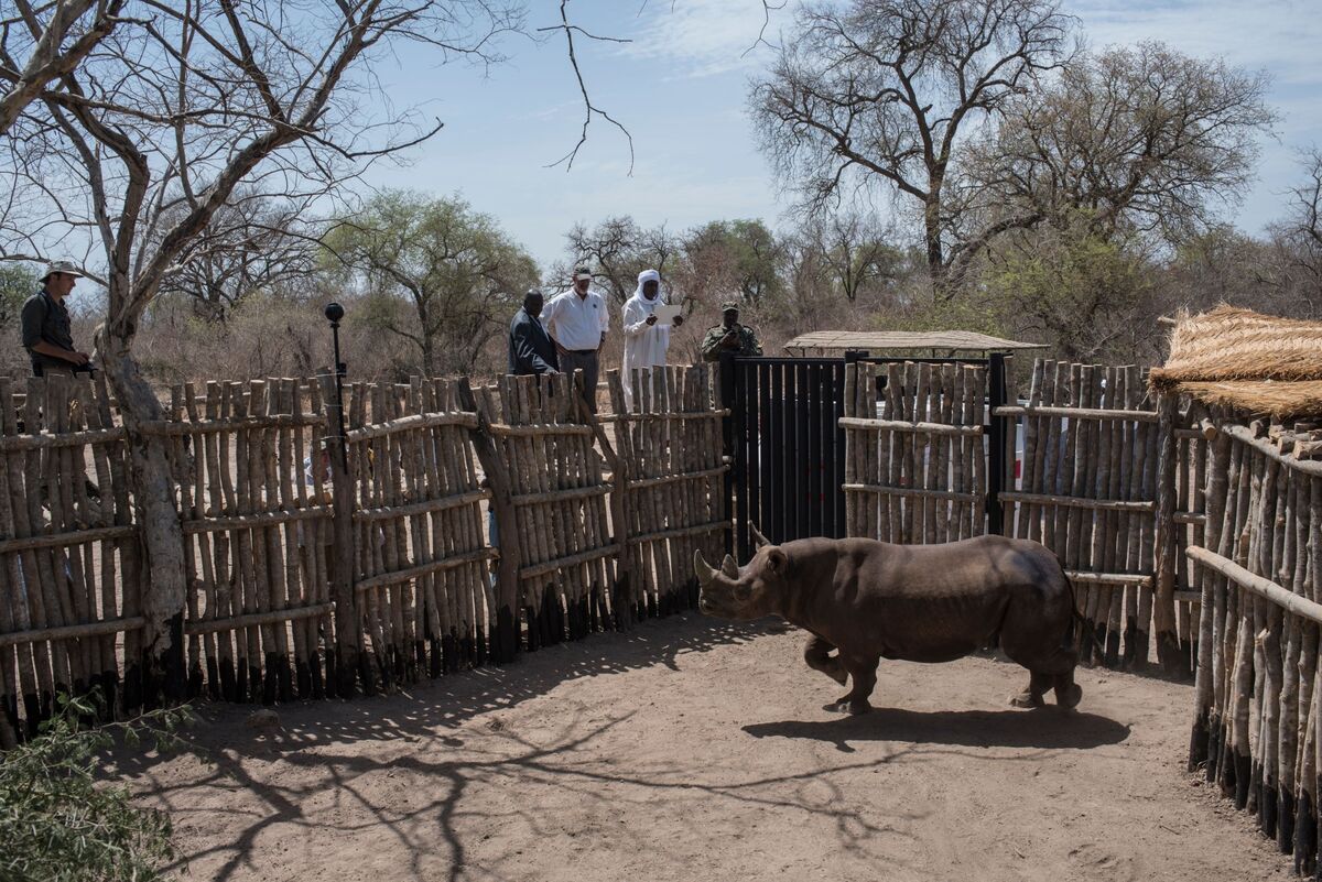 Chad Renews Partnership With Buffett-Backed African Parks