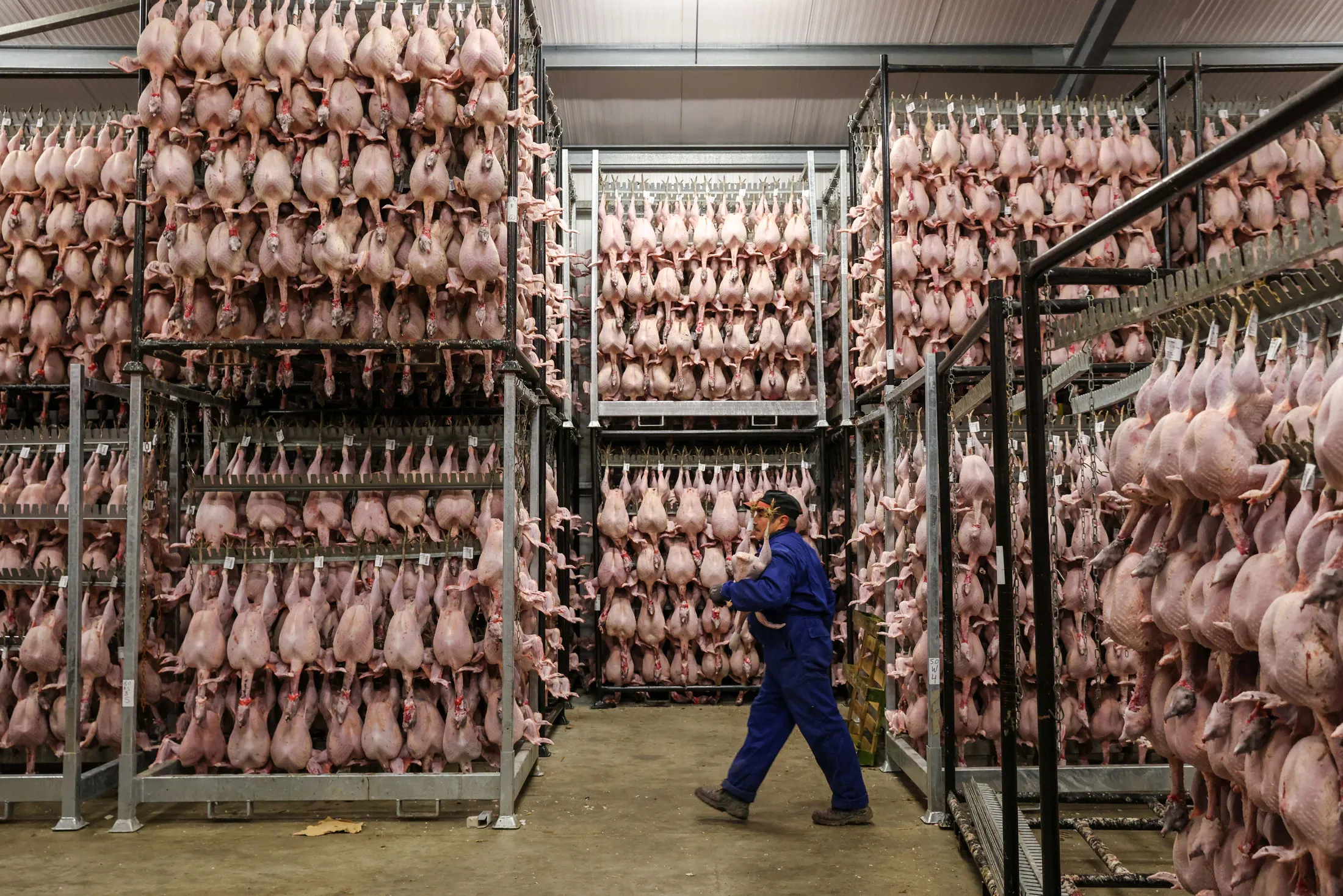 At the John Howe Turkeys farm in Tenterden, U.K., the greatest headache has&nbsp;been finding enough workers during November and December, the&nbsp;busiest time of the year.