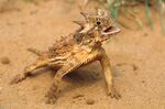 Behavioral thermo-regulation by a Texas horned lizard (Phrynosoma cornutum), panting with body elevated above hot sand. This species is the official State Reptile of Texas, where it is threatened from habitat loss. Photographer: Wild Horizons/UIG via Getty Images
