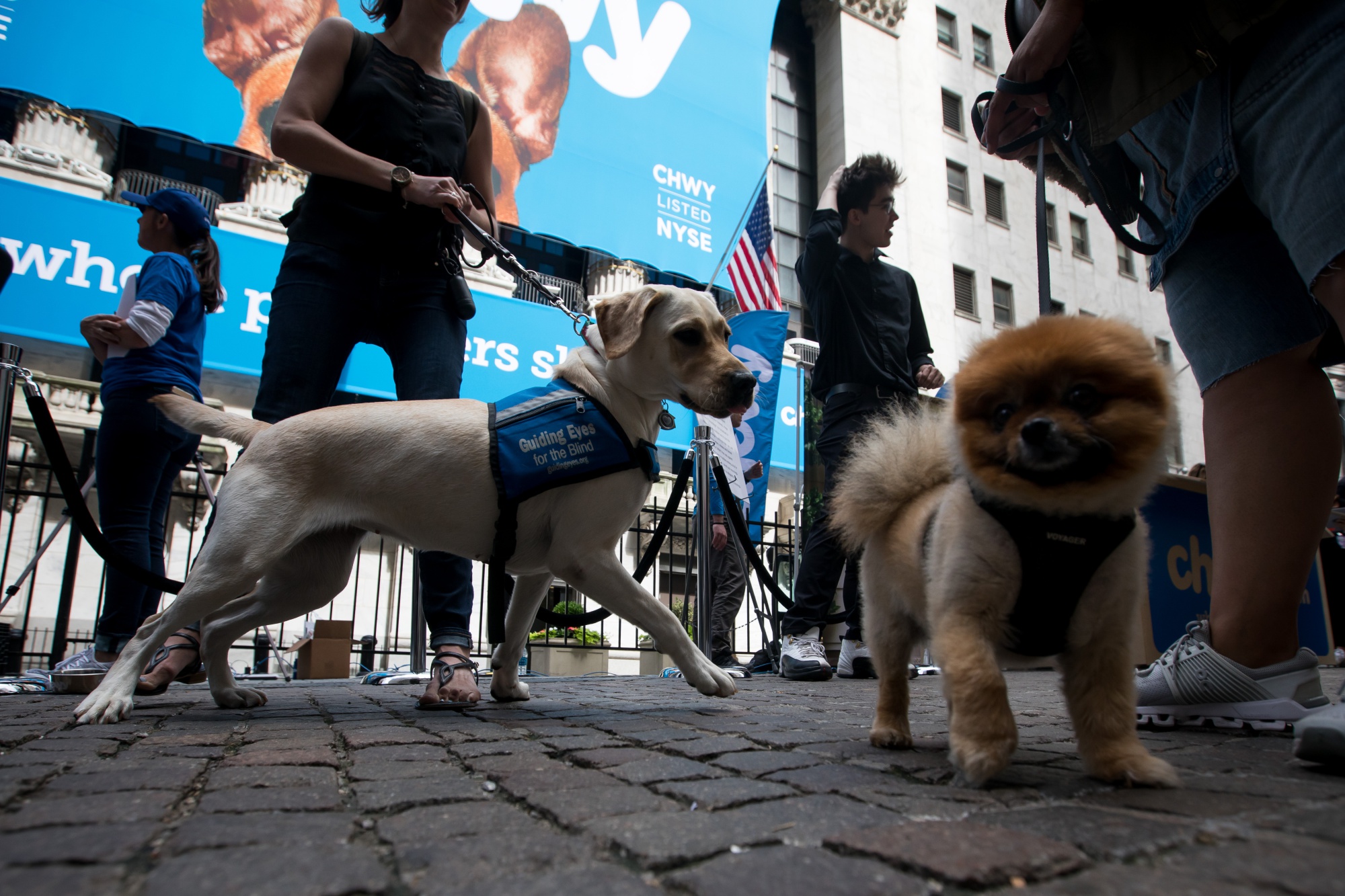 Chewy bloomberg store