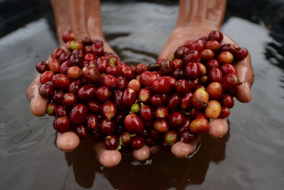 Climate Change Threat Sends Coffee Roaster on Bean Hunt