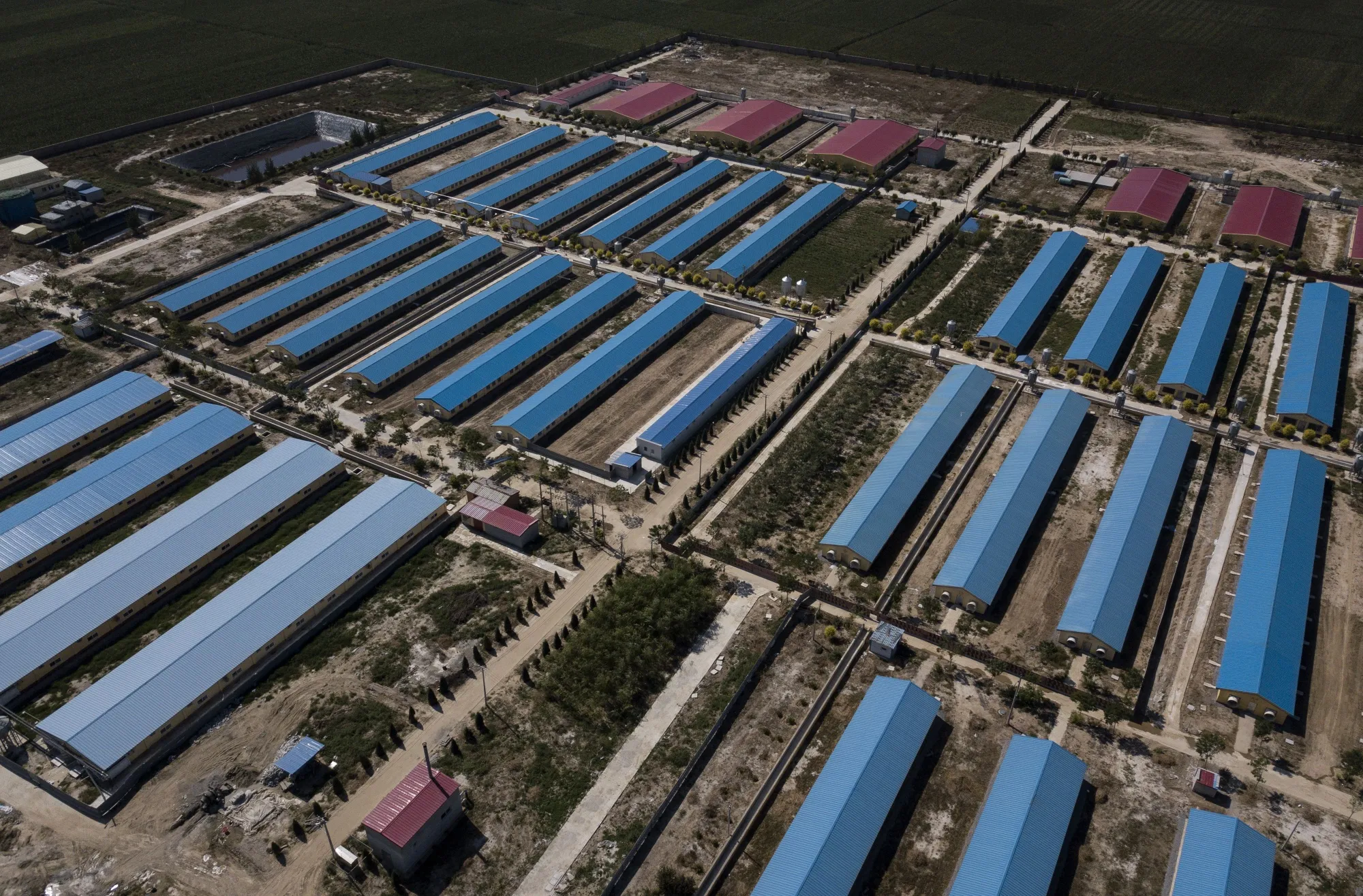 A quarantined pig farm in Hebei, outside Beijing, Sept. 24.