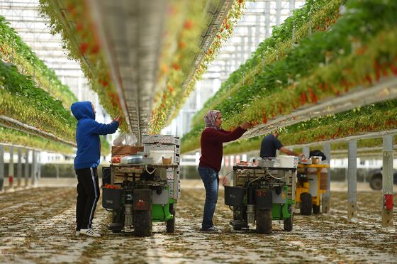 From Spain to Germany, Farmers Warn of Fresh Food Shortages