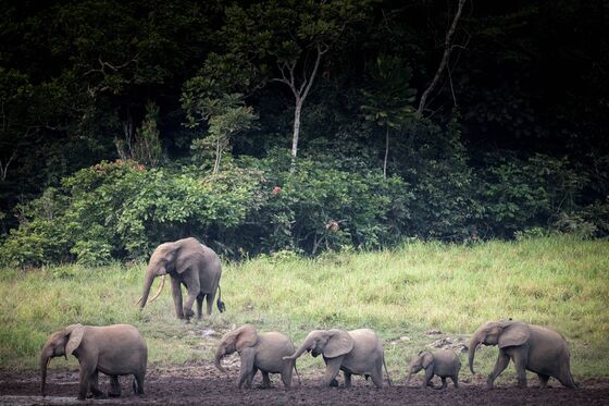 Gorillas, Forest Elephants Lure SFM Investment in Gabon’s Forest