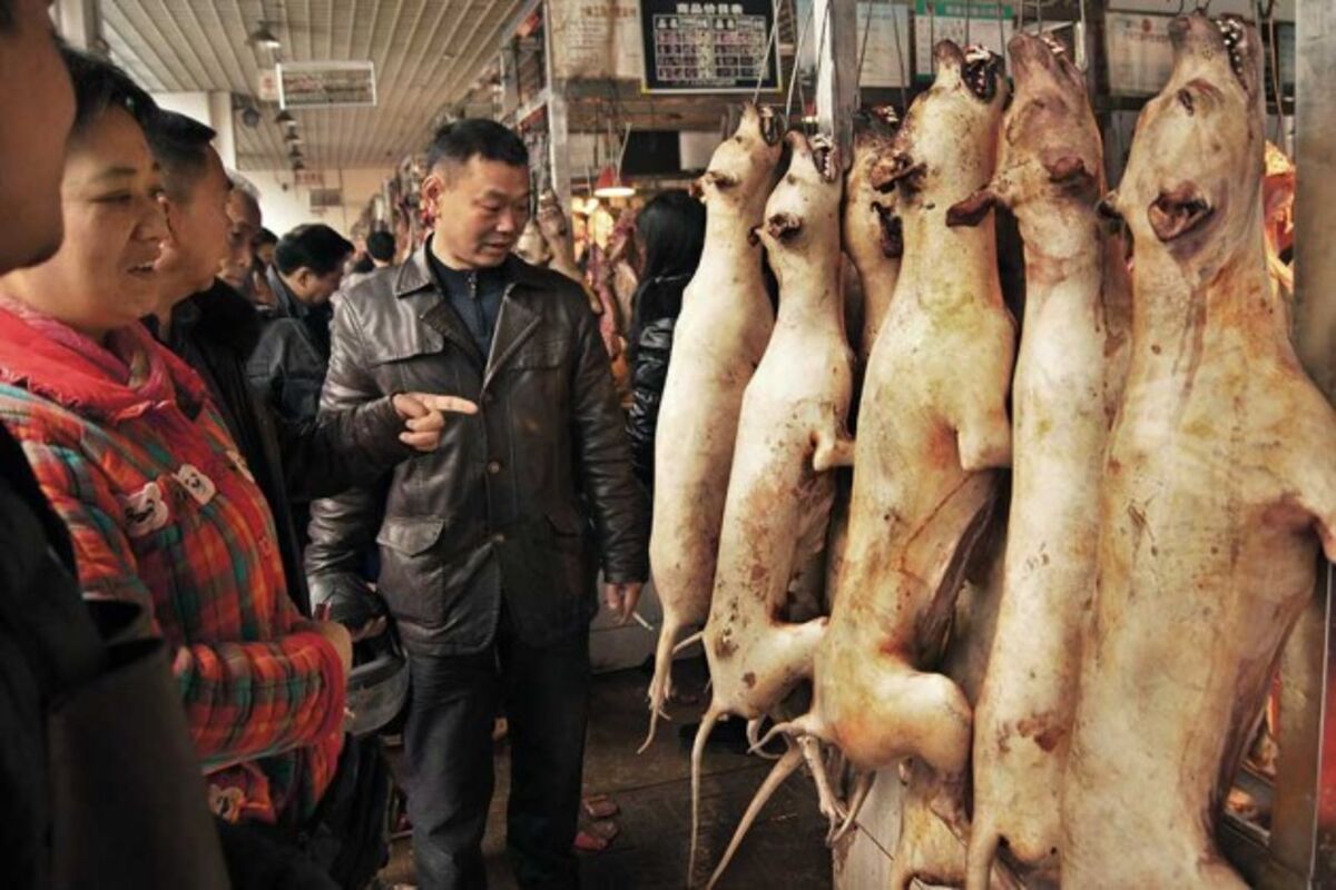 In China on the Solstice, Dog Meat Is What's for Dinner - Bloomberg