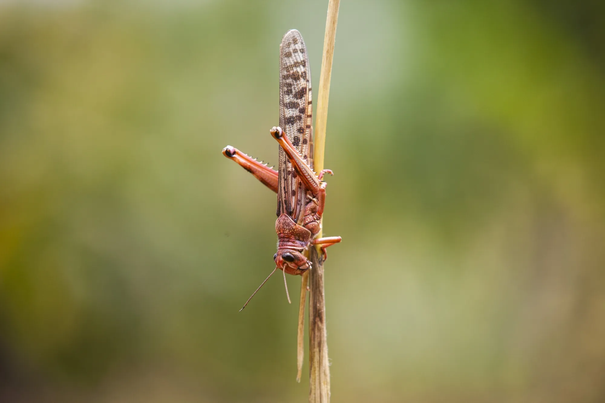 Locust Swarms Ravaging East Africa Are the Size of Cities