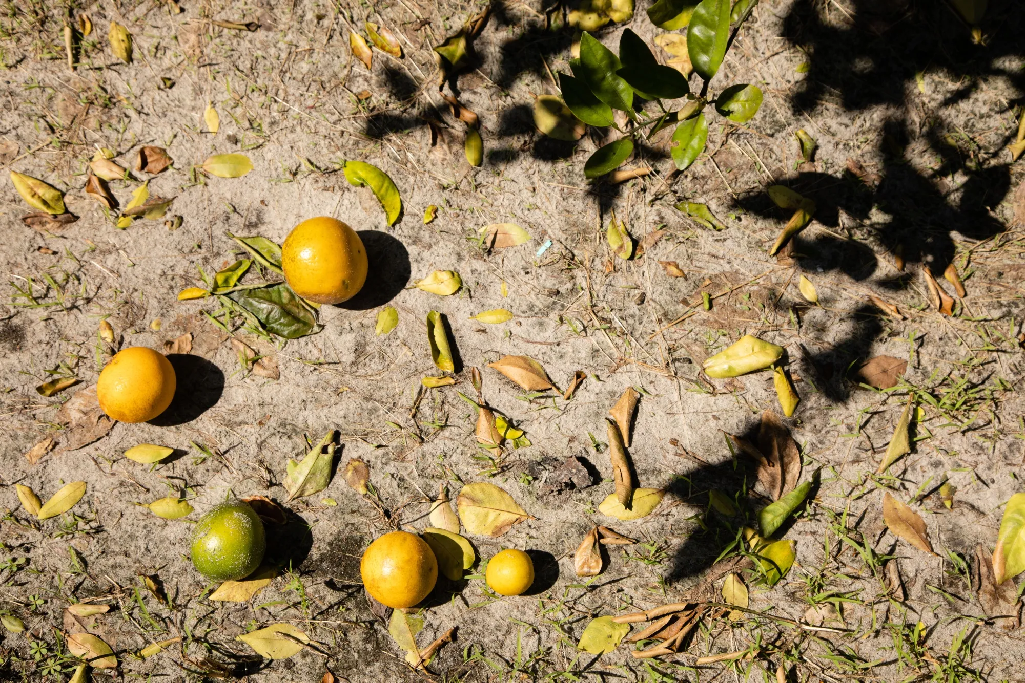 Fallen oranges on the ground following Hurricane Ian at a farm in Bradenton, Florida, on Oct. 5, 2022.