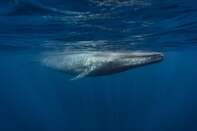 Satellite tracking data shows that blue whales use the ocean off California like a Los Angeles freeway.