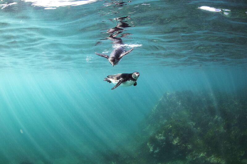 Penguins off Fernandina Island, Galapagos.