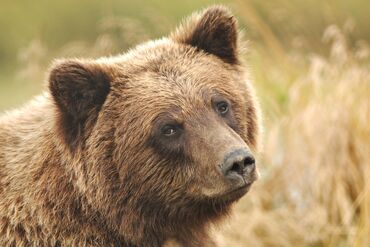 Grizzly Bear