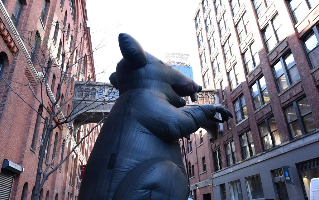 A rat about town.