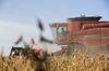 Soybeans Fall From One-Week High