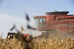 Soybeans Fall From One-Week High