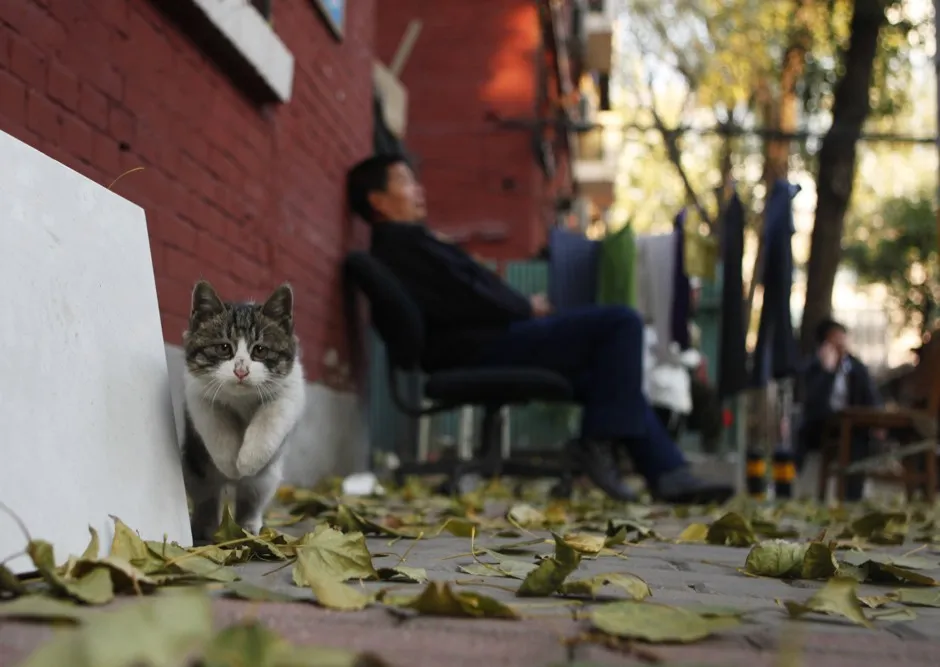 Beijing's Feral Cat Problem Comes Back - Bloomberg
