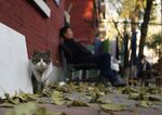 relates to Beijing's Feral Cat Problem Comes Back