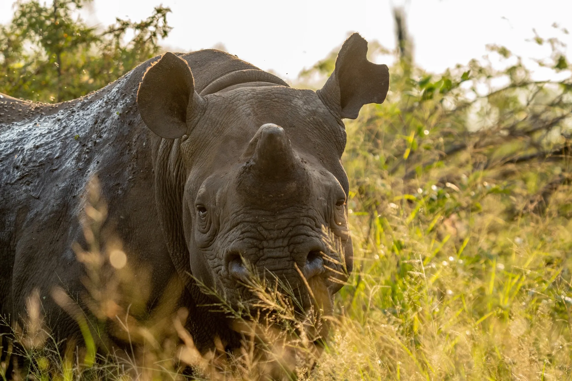 A dehorned black rhino in the Greater Kruger region, South Africa.