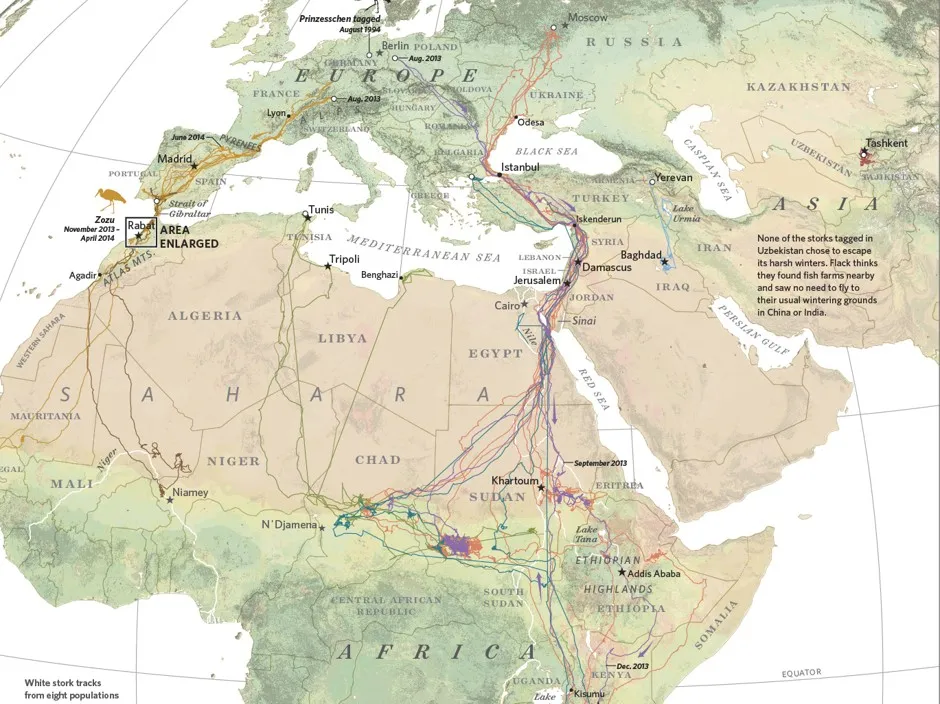 Mapping 'Where the Animals Go' Amid Human Disruption - Bloomberg