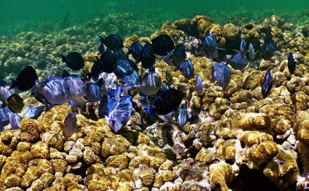 Natural reefs like this one in Florida protect billions of dollars in real estate, the study shows.