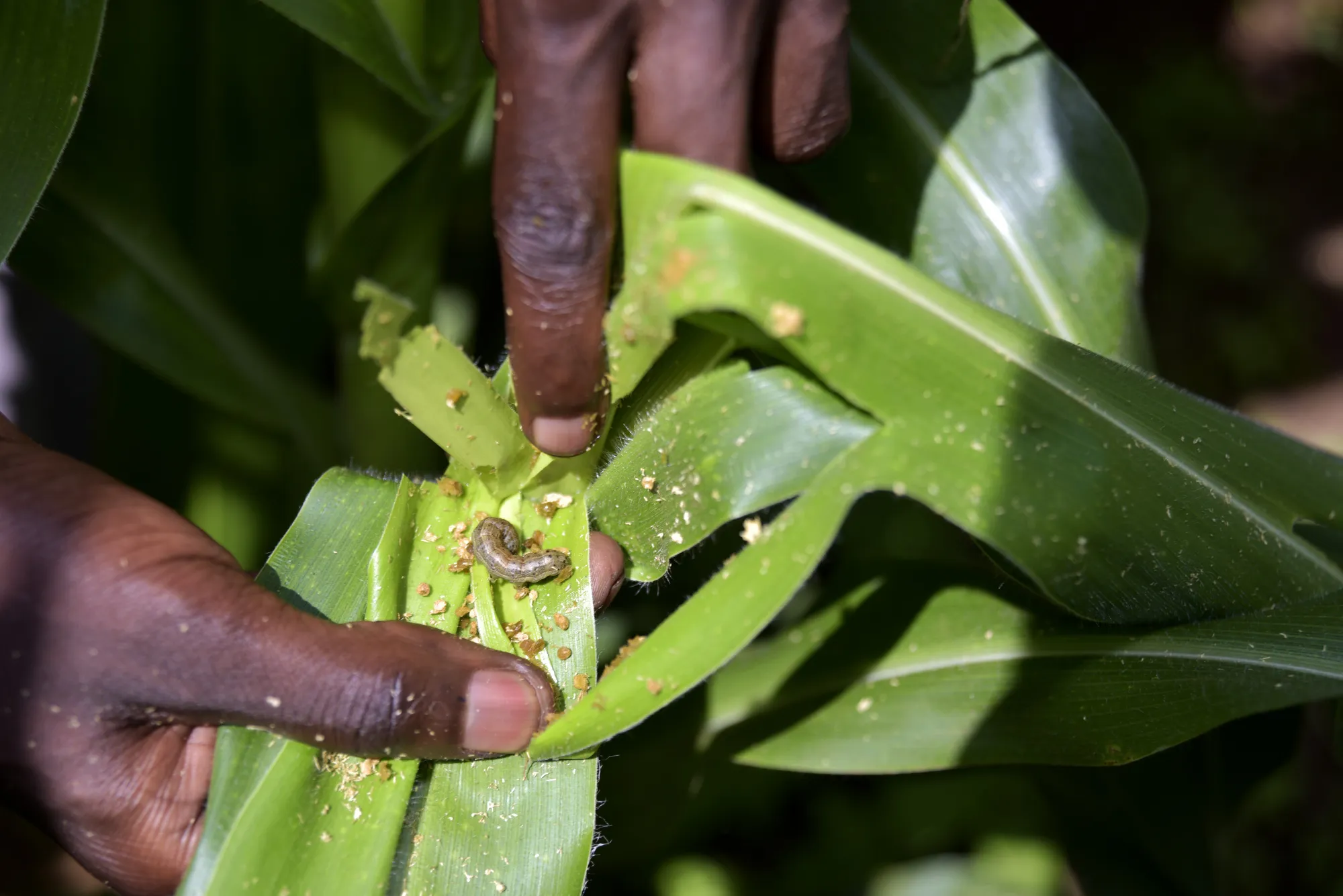 Maize plant leaves damaged by fall armyworm caterpillars in Kenya.
