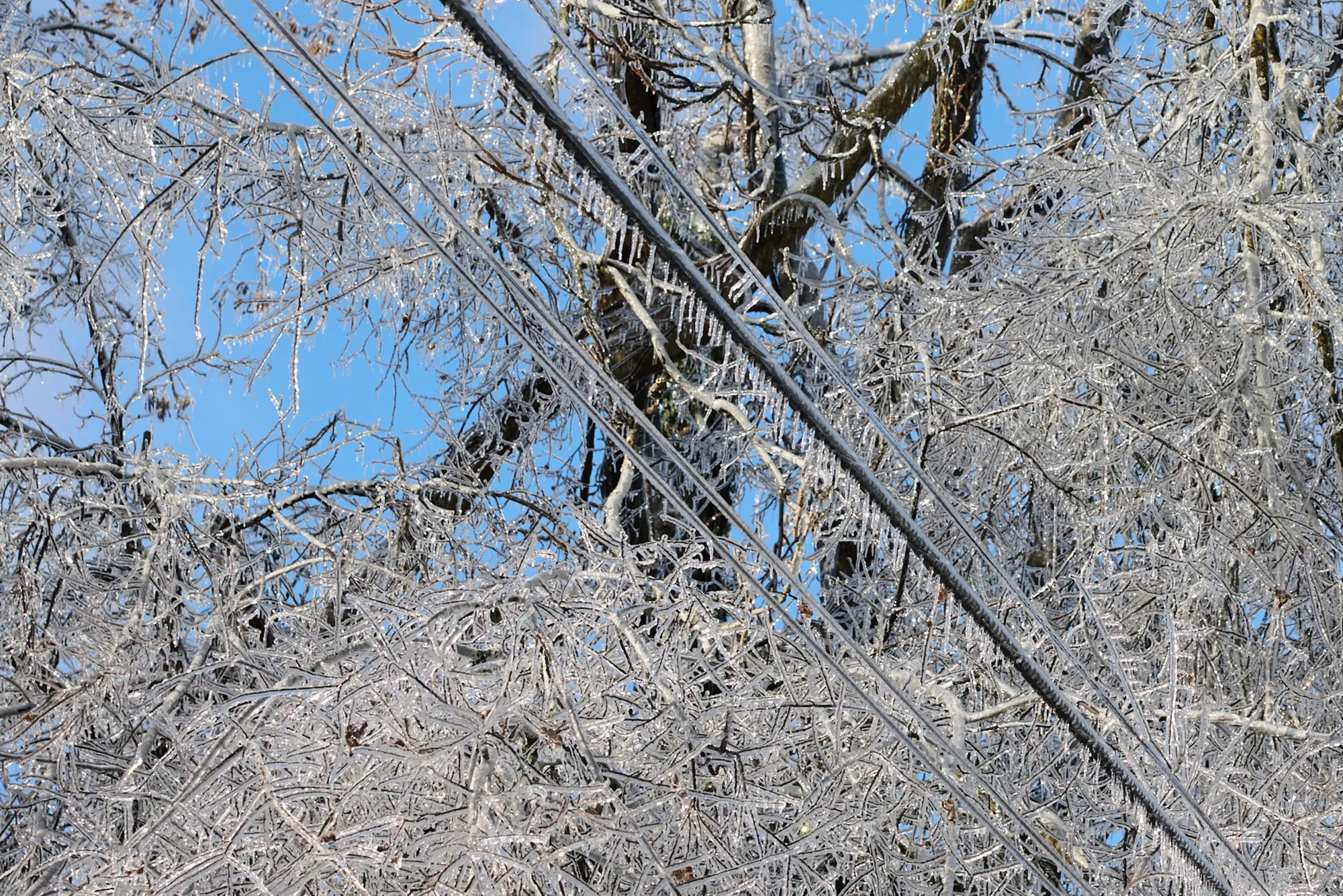 Ice covers trees and power lines&nbsp;in east Nashville, Tennessee, on Jan. 26.&nbsp;